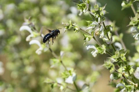 Carpenter Bee Pollinating White Basil Flowers Close Up Stock Photos