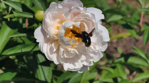 Carpenter Bee Pollinating White Peony Flower 4K Slow Motion Stock-Footage 336712882