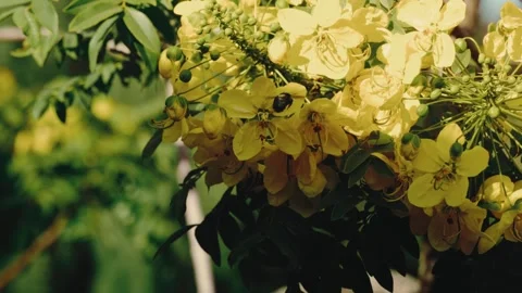 Carpenter bee pollinating yellow cassia flowers macro warm sunlight San Diego Stock-Footage 342588928