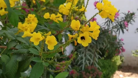 Carpenter bee pollinating yellow flowers Stock Footage