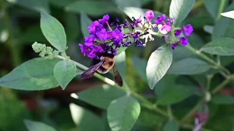Carpenter Bee searching for pollen Stock Footage 249551008