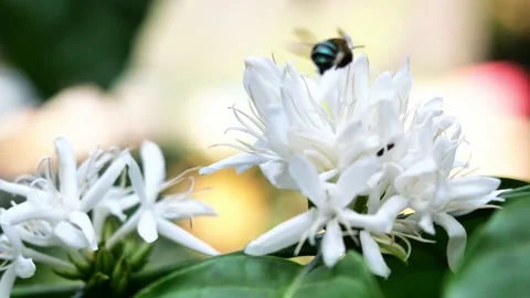 Carpenter Bee seeking nectar in Robusta coffee blossom Stock Footage 168955371