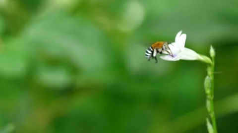 Carpenter Bee seeking nectar on white Chinese violet blossom Stock Footage 142860599
