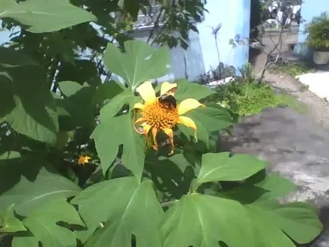 Carpenter bee is seen pollinating a sunflower, it is a robust insect Stock Footage 159435996