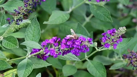 Carpenter Bee sitting on flower Stock Footage 249551998