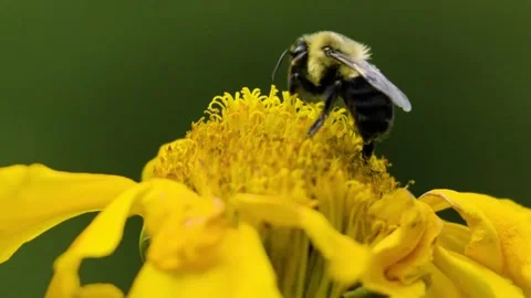 Carpenter Bee-SlowMotion-01-4k Stock Footage 246565508