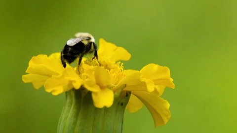 Carpenter Bee-SlowMotion-03-4k Stock Footage 246565510