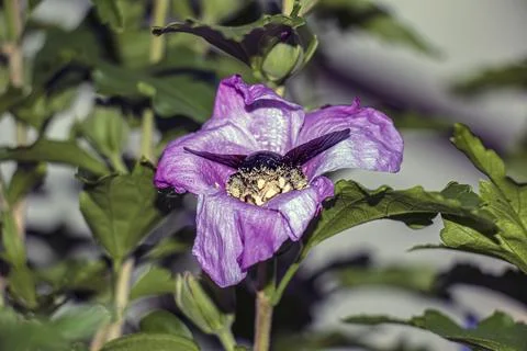 Carpenter bee with spread wings over the pollen-rich hibiscus center Stock Photos