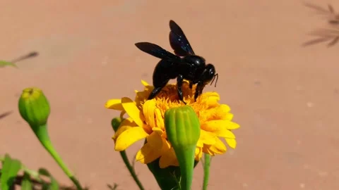 Carpenter bee sucking nectar from marigold flower Video stock 155455615