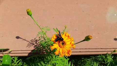 Carpenter bee sucking nectar from marigold flower 스톡 동영상 155455977