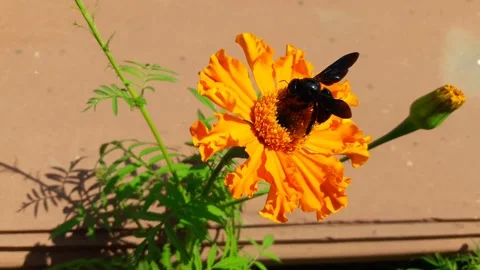 Carpenter bee sucking nectar from marigold flower Video stock 155570539