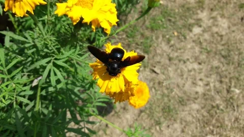 Carpenter bee sucking nectar from marigold flower Stock Footage 155570574