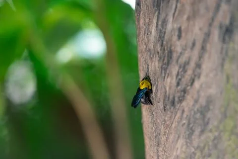 Carpenter Bee On Tree Bark Closeup 스톡 사진