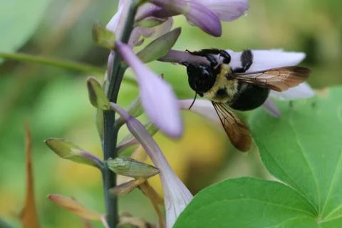 Carpenter bee upclose Foto stock