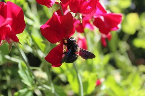 A carpenter bee on a vetch Stock Photos
