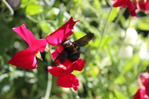 A carpenter bee on a vetch Stock Photos