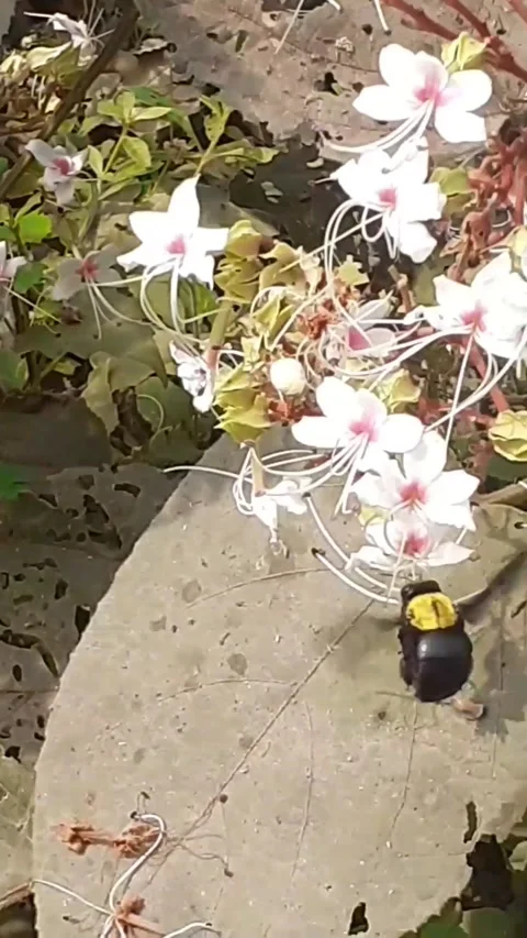Carpenter Bee on White Wild Flower Stock Footage 238678701