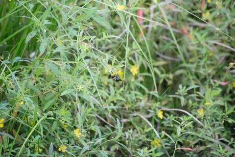 Carpenter Bee on Wildflowers Stock Photos
