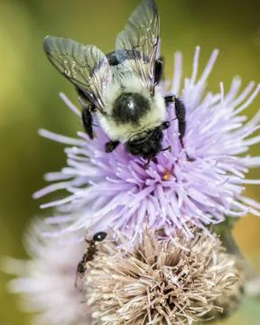 Carpenter bee (Xylocopa) Stock Photos
