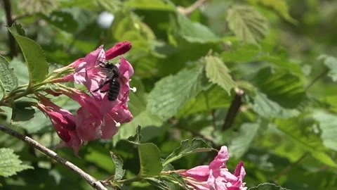 Carpenter bee (Xylocopa violacea) Ape legnaiola Stock Footage 242525116