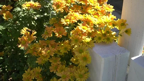 Carpenter bee on yellow flower Stock Footage 290428742