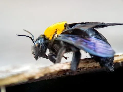 Carpenter bee with yellow pollen patch on its back rests, showing intricate.. Stock Photos