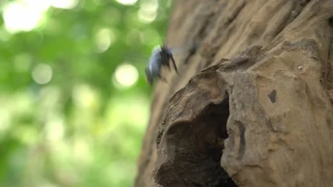 Carpenter bees on dead wood native to Southeast Asia Stock Footage 261553443