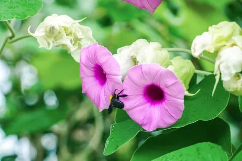 Carpenter bees feed on pollen and nectar. Carpenter bees on purple flower Stock Photos