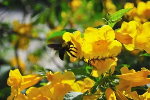Carpenter bees is flying to find nectar from the yellow flower called Yellow  Foto stock