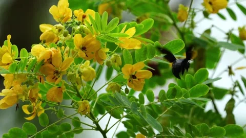 Carpenter bees  Stock Footage 300753096