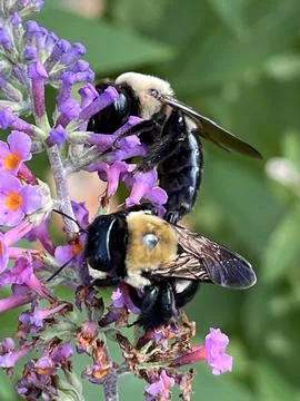 Carpenter Bees Stock Photos