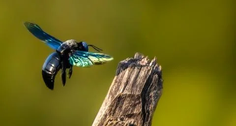 Carpenter bees Stock Photos