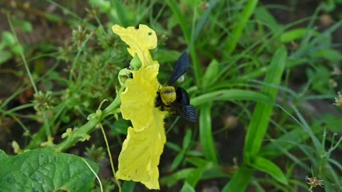 Carpenter bees seeking honey from a yellow flower. Stock Footage 340372575