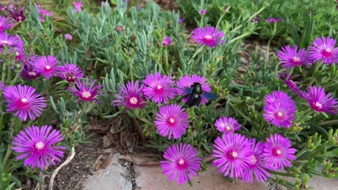 Carpenter bumblebee collecting pollen and nectar from beautiful purple flowers Stock Footage 244476685