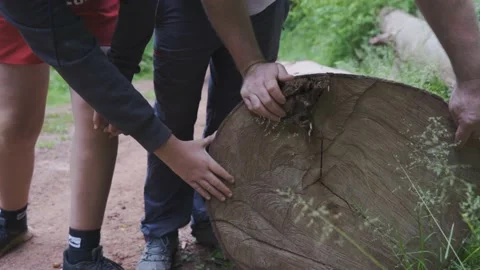Carpenter examining a cross section of tree trunk with rings Stock Footage 210450914