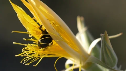 CarpenterBeeOnBlazingStar01890268 Stock Footage 94047626