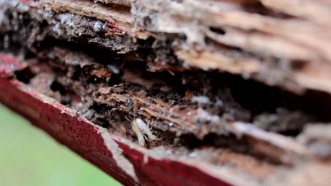 Carpentry Invaders: Termite Infestation Close-Up Stock Footage 273014279
