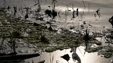 Carpet of algae in afternoon lights Video stock 181686040