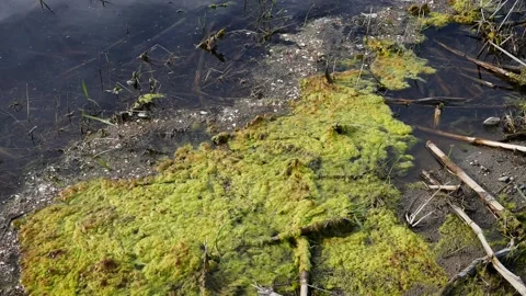 Carpet of algae in afternoon lights Video stock 181686397