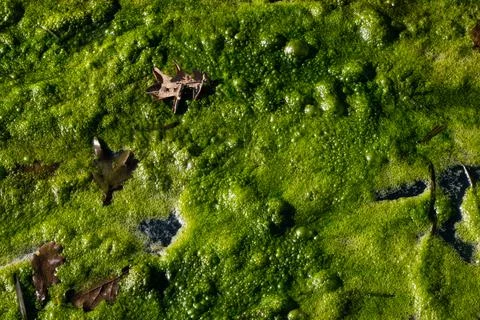 Carpet of algae floating on water Stock Photos