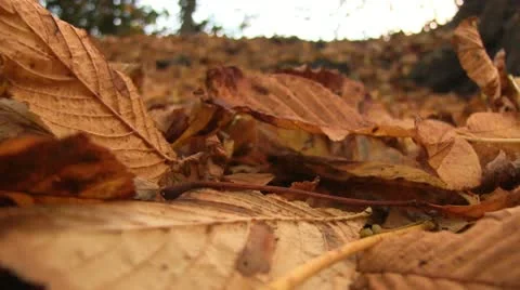 A carpet of Autumn leaves Stock Footage 12553384