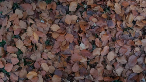 Carpet of brown reddish dead leaves covering the ground at fall Stock Footage 144910232