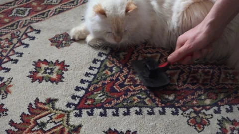 Carpet cleaning with a cat comb. White cat watching hand movements. Stock Footage 126829414