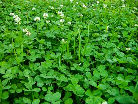 Carpet from a clover Stock Photos