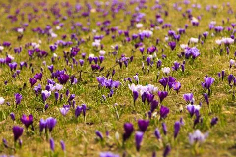 Carpet of crocuses Stock Photos