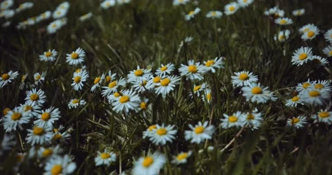 Carpet of Daisies in garden Stock Footage 152980632
