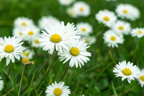 Carpet of daisies Stock Photos