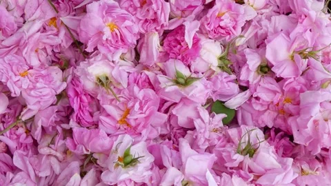 "Carpet" of Damascene roses Stock Footage