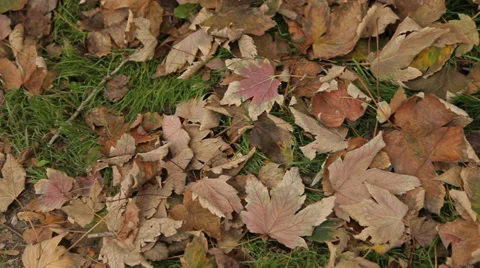 Carpet from decorative fallen red and brown leaves on green garden grass. Stock Footage 38859903