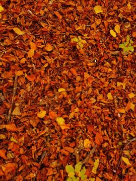 Carpet of dried leaves in beech forest Stock Photos